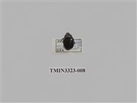 藏品(台灣琉璃豆金龜)的圖片